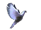 dove2.gif (38646 bytes)